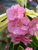 Variegated Double Pink Oleander, Mrs. Runge Oleander, Nerium oleander 'Splendens Foleis Variegata', N. oleander 'Mrs. Runge'